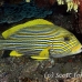 sweetlips_ribbon_lw_tam_h_0087_bal3674.jpg